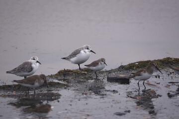 seabirds on beach along seawater marsh
