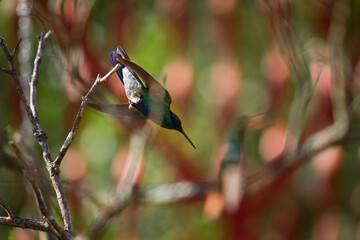 tailed hummingbird