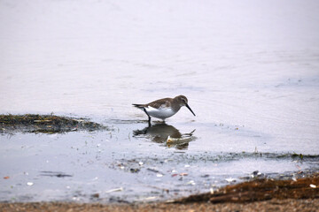 shorebird hunting in marshy sea waters along shore