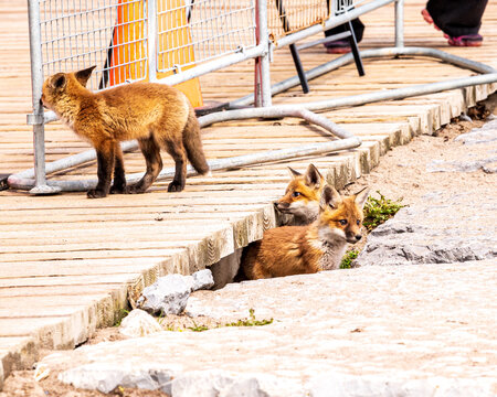 Three red fox kits (Vulpes vulpes)  outside their den which is underneath the popular and busy Boardwalk in Toronto's Beaches neighbourhood.

