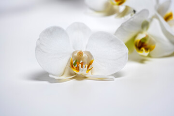 Fototapeta na wymiar white orchid flower close up on white background
