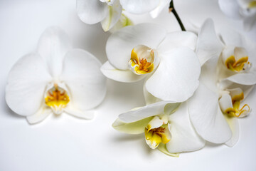 Fototapeta na wymiar white orchid flower close up on white background