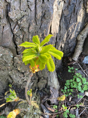 Junger Kastanientrieb an einem alten Baum