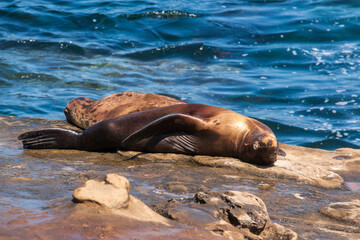 Sea lion sunbathing on the rocks
