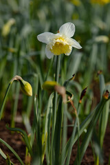 Fototapeta premium fresh bright narcissus flowers in the field in nature
