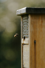 wild bee flying into insect hotel
