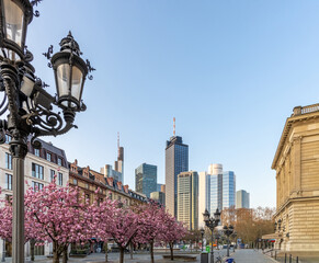 Cherry blossom trees old opera Frankfurt-2