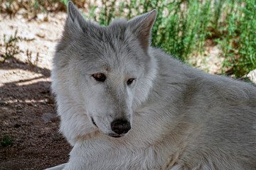 Arctic Wolf