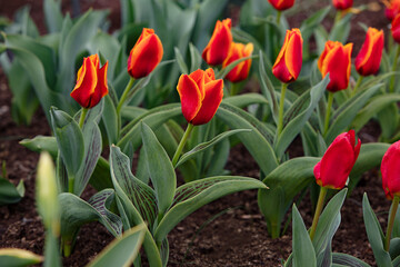 Red tulip flowers in the natural park 