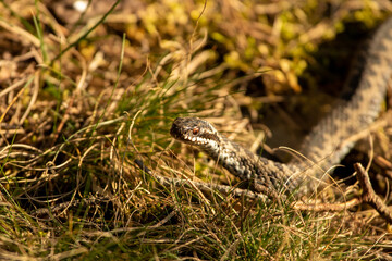 snake sunbathing