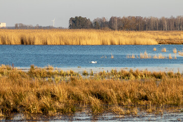 reeds in the lake