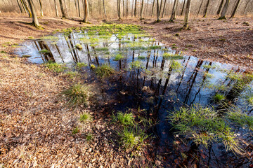 A small pool in a deciduous forest. A pond between large trees.