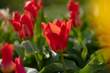 Mixed color tulips growing in the natural field. Best for the illustration of celebration, birthday, party, banner, spring, freshness, and summer