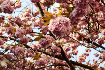 Blooming cherry blossoms in the old town of Bonn, Germany.