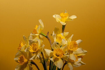 narcissus yellow flowers bouquet over yellow background. daffodil plant