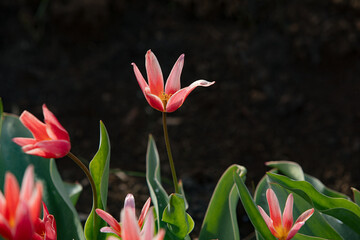 Tulip blooming in the park as the illustration of the spring and new life