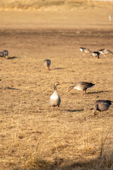 ducks feeding