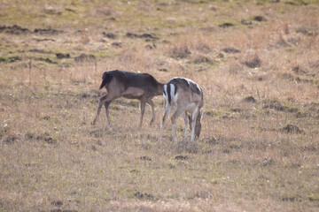 Naklejka premium herd of deer eating