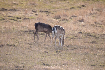 herd of deer eating