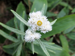 白い高山植物（ヤマハハコ）