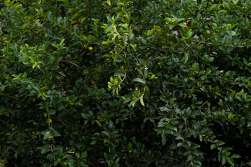 green leaves in the garden background