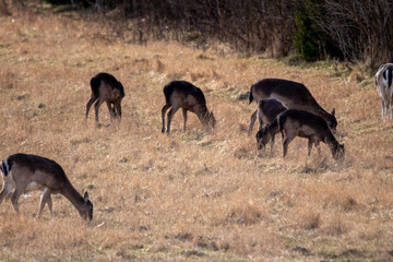 herd of deer eating