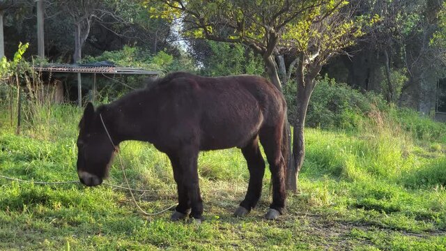 Grazing black mulde donkey in countryside rural area,domestic animal breed
