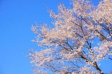 空と桜