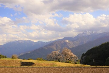 南アルプスと2本の桜