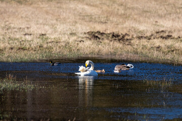ducks and swans on the lake