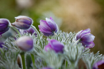 Dream-grass one of the most beautiful flowers. Pulsatilla blooms the spring in the forest or park on a Sunny day. Pulsatilla flower close-up view. Contour special light. best for benner illustration