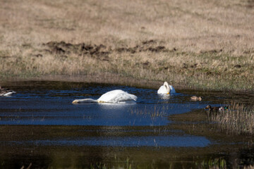 white swans on lake 