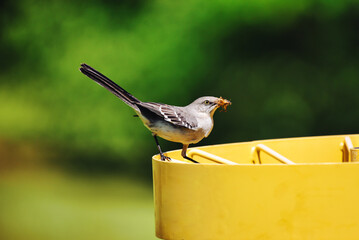 A close up of a mockingbird with a bug in his mouth and a blurred background.