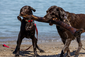 Two Labrador dogs playing on the beach and haggling for big piece of wood. 