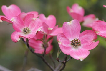 Naklejka na ściany i meble ピンク色のハナミズキの花