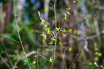 small tree branches in spring on neutral blur background