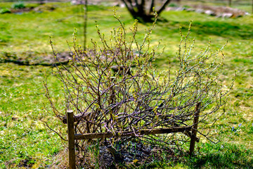 Fototapeta premium green summer meadow abstract texture with flowers