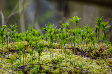 green summer meadow abstract texture with flowers