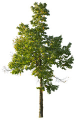 Large-leaved linden isolated on white background, cut out tree