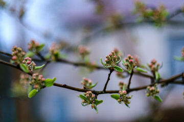 small tree branches in spring on neutral blur background