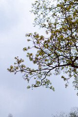 blossoming tree tree sky nature spring