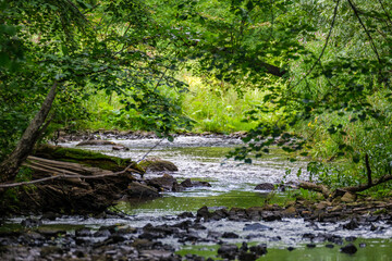 Naklejka na ściany i meble slow forest river in summer green woods with rocks in stream