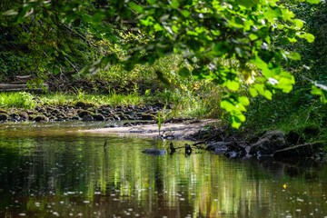 slow forest river in summer green woods with rocks in stream