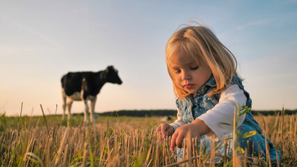 A little girl on the background of a young cow in a field on a warm summer evening.