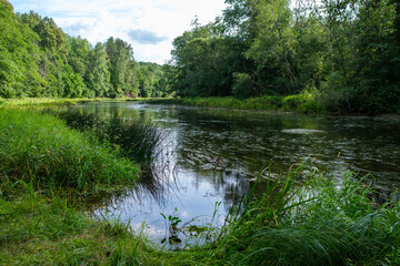 slow forest river in summer green woods with rocks in stream