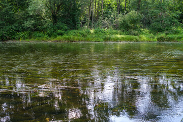slow forest river in summer green woods with rocks in stream