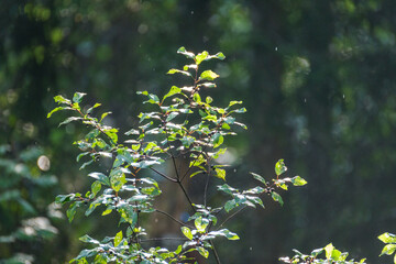 small tree branches in spring on neutral blur background