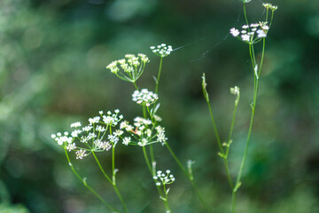white small spring flowers closeup on green meadow