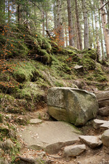 stone path in the forest