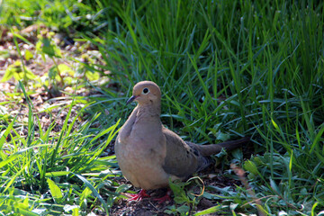 Mourning dove